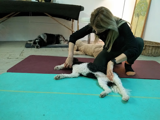 DOG MASSAGES ACADEMY - Thumbnail