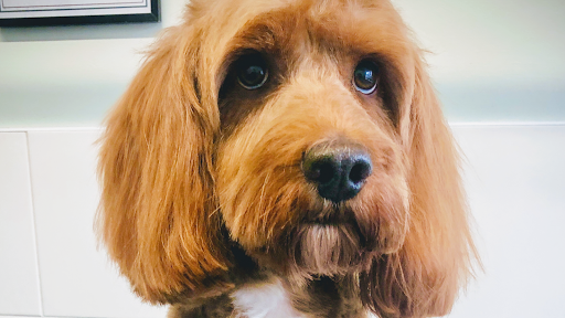 The Happy Paws Partnership