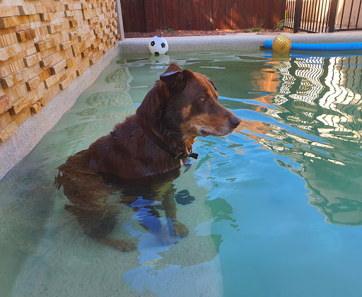 Southside Veterinary Surgery Gallery - Australia