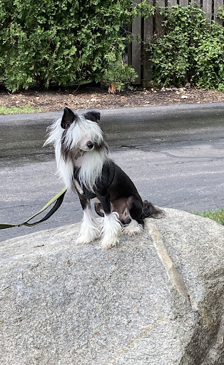 Wags on Willow - Thumbnail