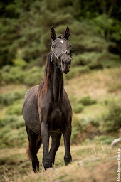 Photo n°16 de Haras du Mezenc - Elevage Mezenc Lusitaniens à Borée (Éleveur de chevaux)
