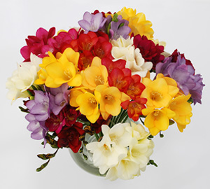 Guernsey Freesia Centre - Thumbnail