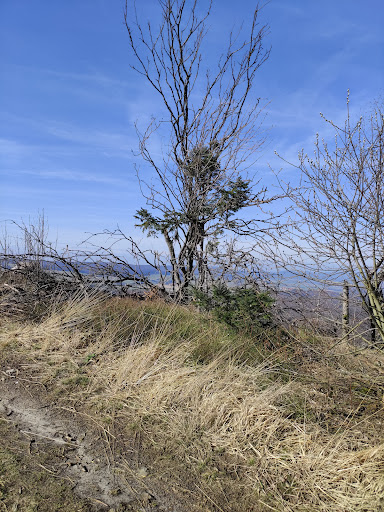 Duinger Wald - Thumbnail