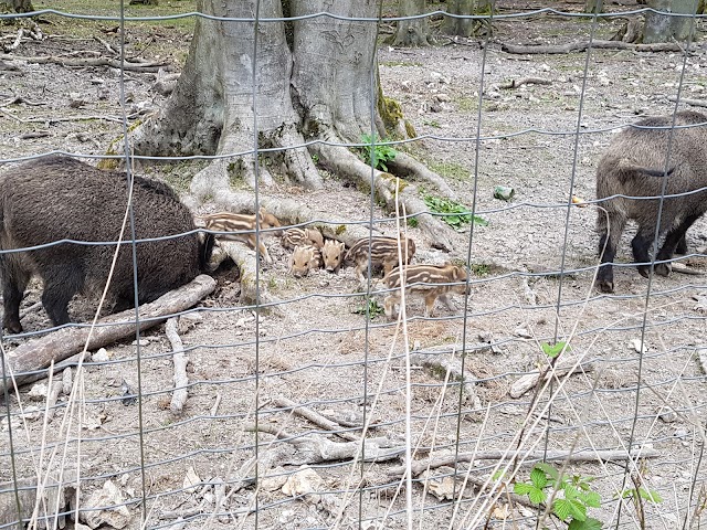 Parc Animalier de la Forêt de Roumare