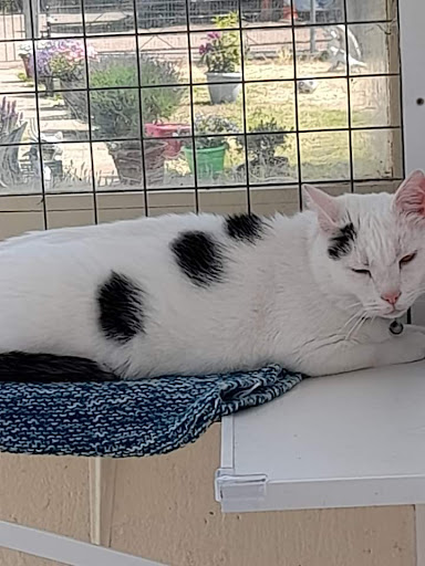 Iris's Animal Farm Cattery