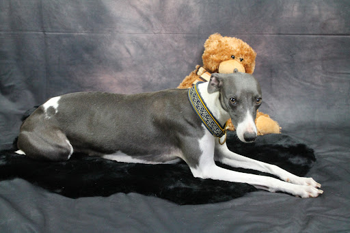 Élevage de Whippet, eleveur professionnel, chiot whippet/lévrier whippet, Loire-Atlantique, en Pays de la Loire, France - Thumbnail
