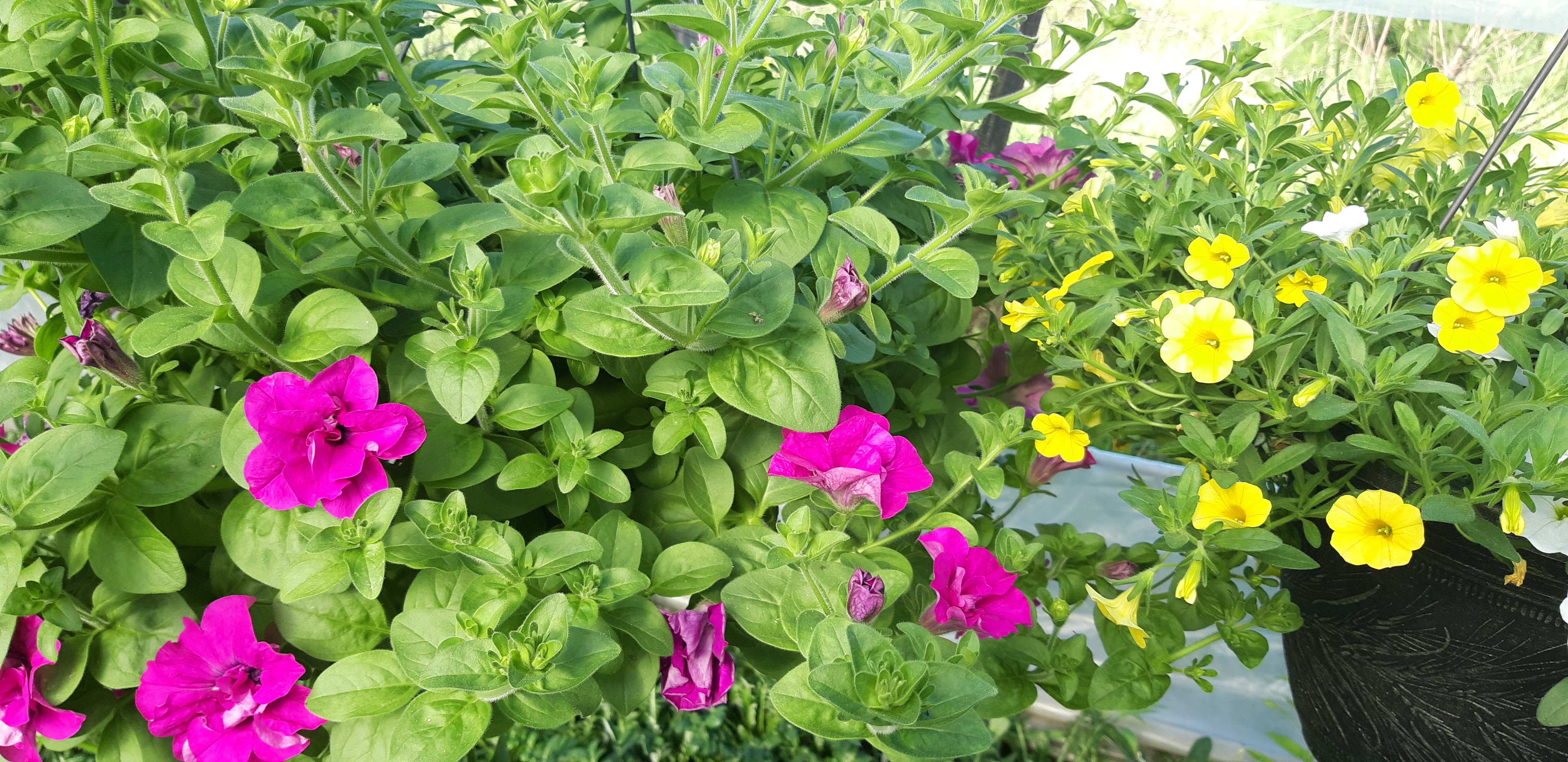 Herrera Plant Farm