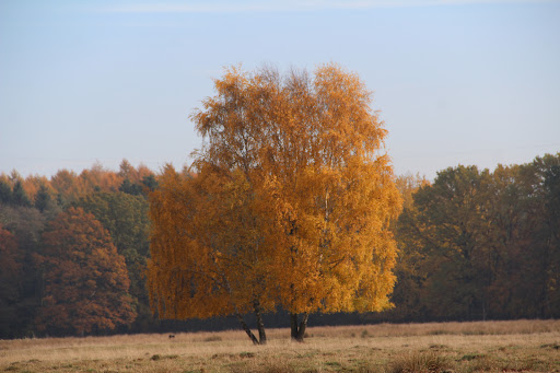 Panzerberg Wentorfer Lohe