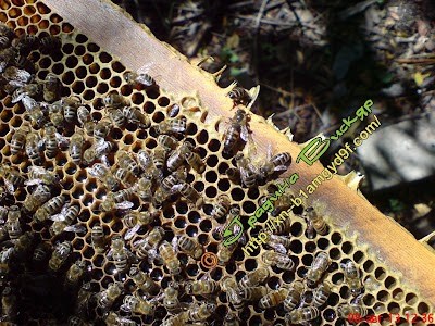 Photos of Apiary Garden Viskyar