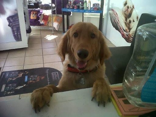 Pet Grooming Health Estética, Veterinaria y Guardería Canina - Thumbnail