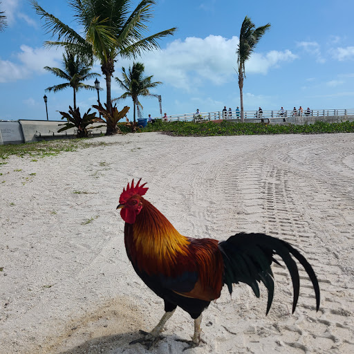 Higgs Beach - Visual