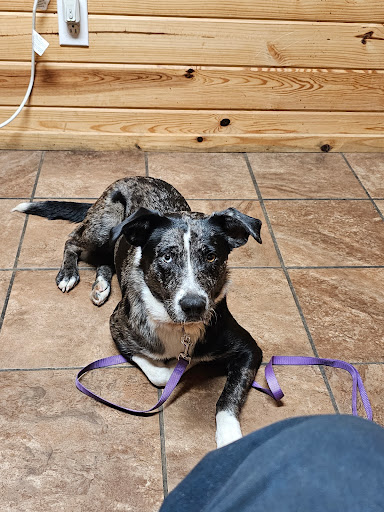 Animal's Choice Veterinary Clinic - Thumbnail