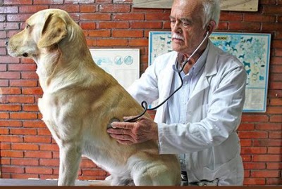 Photos of South veterinarian's office
