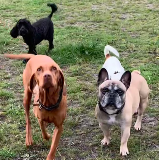 Love 4 Dogs - Thumbnail