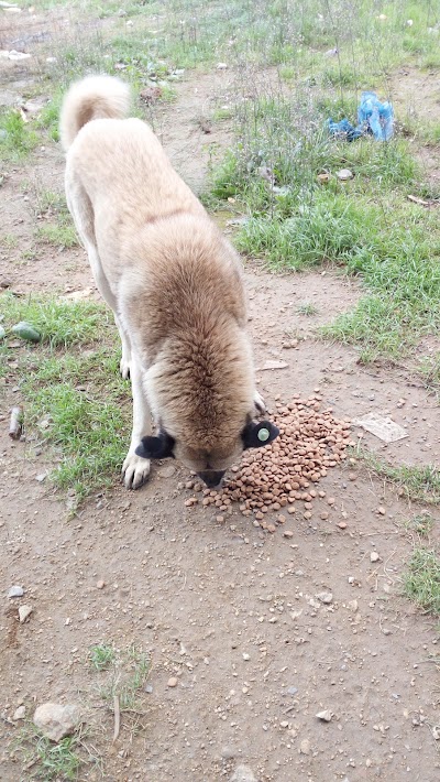 Photos of Avcıkoru Nature Park