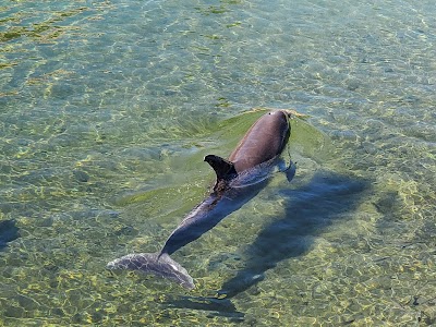 Dolphin Quest Hawaii - Swim with Dolphins