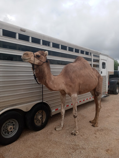 Mitchell County Fairgrounds - Visual