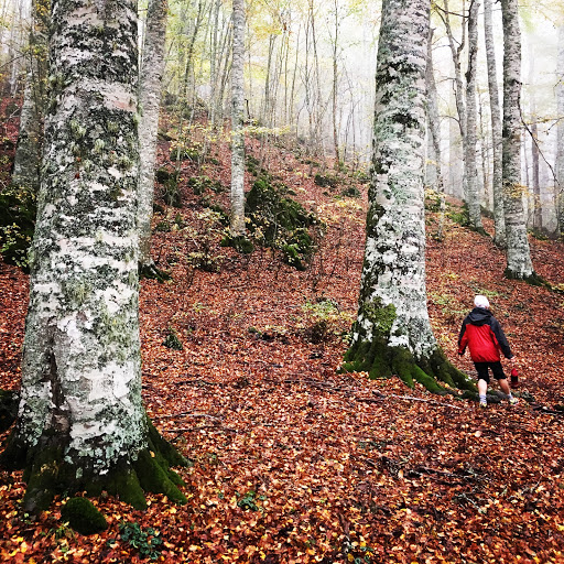 Viaggiare nel Pollino di Giuseppe Cosenza (ufficio non aperto al pubblico) - Thumbnail