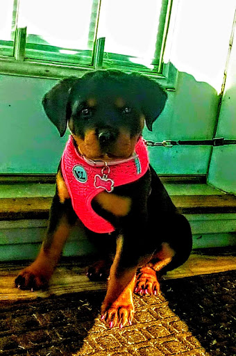 Lakeview Kennel - Thumbnail