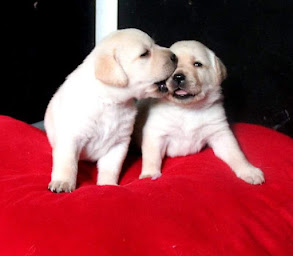 Photo n°1 de Labradors Au Soleil d'Ambre à Prunay-Cassereau (Éleveur de chiens)