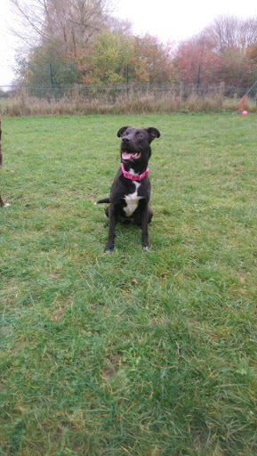 Mutts Meadow - Visual