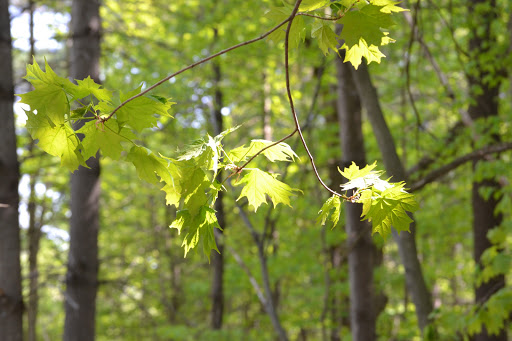 Wesley Clover Parks Campground - Thumbnail