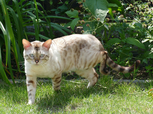 Katzenpension Weidenkätzchen Logo