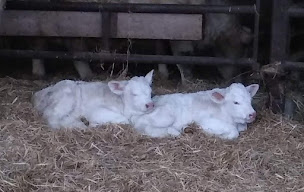 Photo n°13 de GAEC le clos de la poterie . Vente directe viande charolaise bio en colis uniquement sur commande à Château-Guibert (Agriculteur)