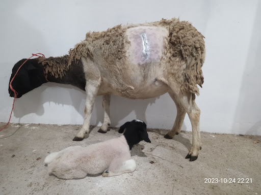 Centro Clínico Veterinario San Isidro - Thumbnail