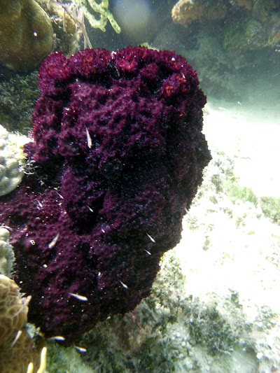 Photos of The Great Blue Hole