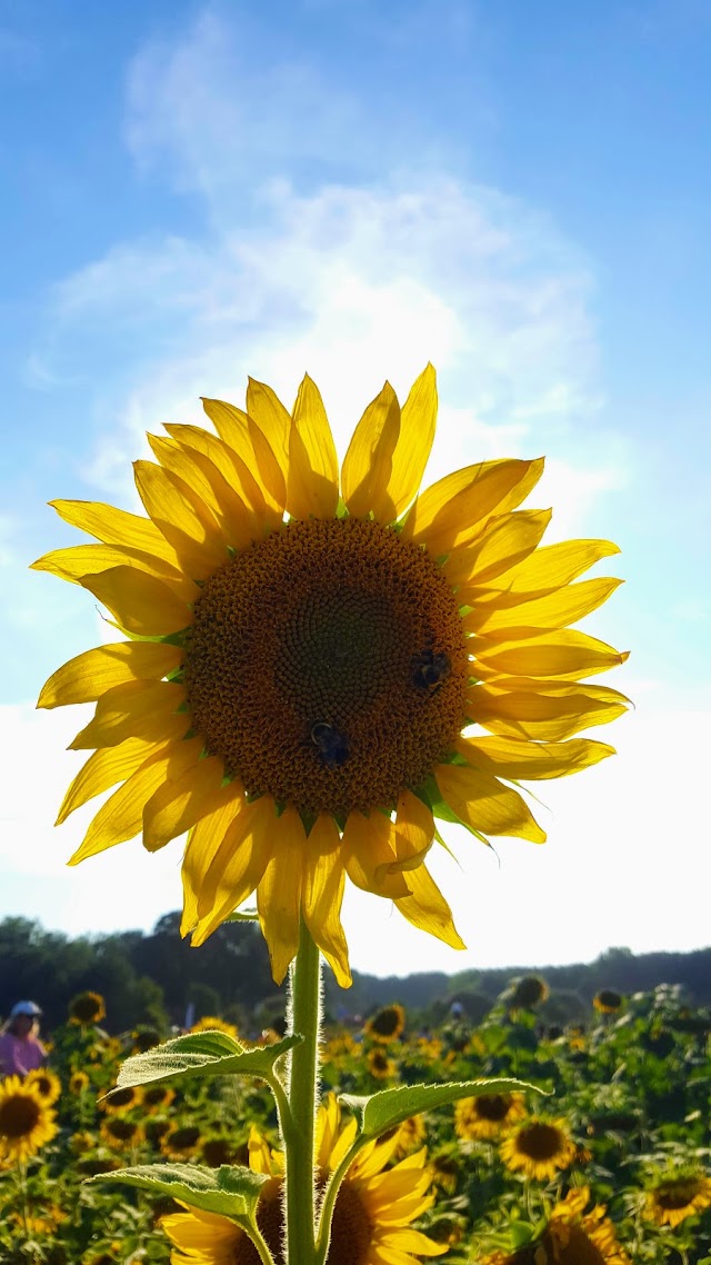 Dorothea Dix Park