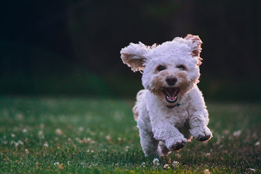 MyWalkies - Visual