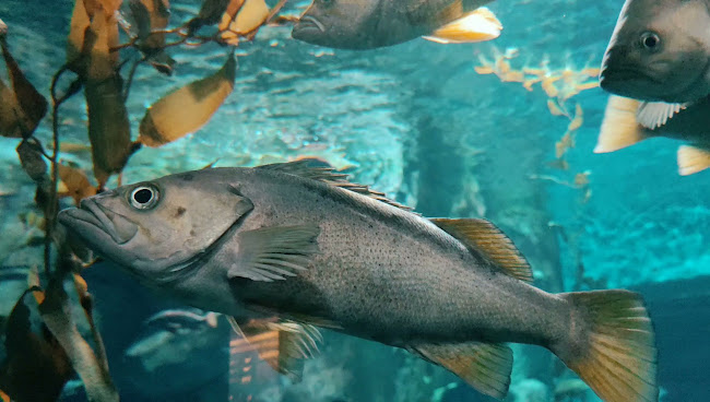 Ripley's Aquarium of Canada by null