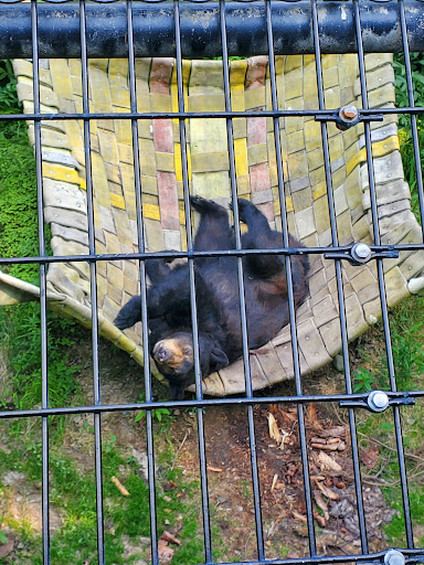 Wolf Exhibit - Visual