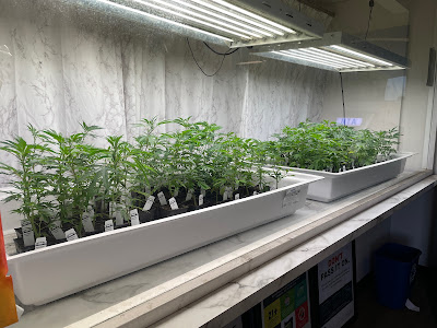 Photo of Sensible Cannabis Company