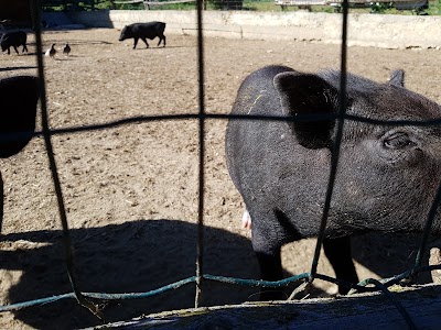 Photos of Varna Zoo