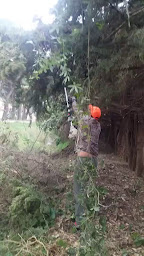 Photo n°2 de Élagueur Nîmes 30 JS Élagage Paysagiste Taille de Haie abattage Jardinier à Nîmes (Paysagiste)