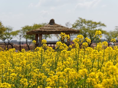 Photos of 평택시자연테마식물원