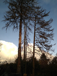 Photo n°1 de L'Ecureuil Perché à Diémoz (Paysagiste)