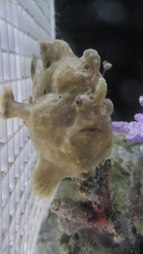 Sweet's Saltwater - Thumbnail