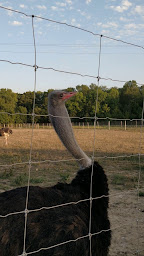 Photo n°2 de La ferme enchantée - Vente sur rendez-vous à Guitinières (Producteur agroalimentaire)