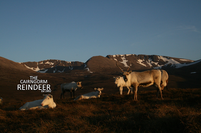 Cairngorm Reindeer Centre