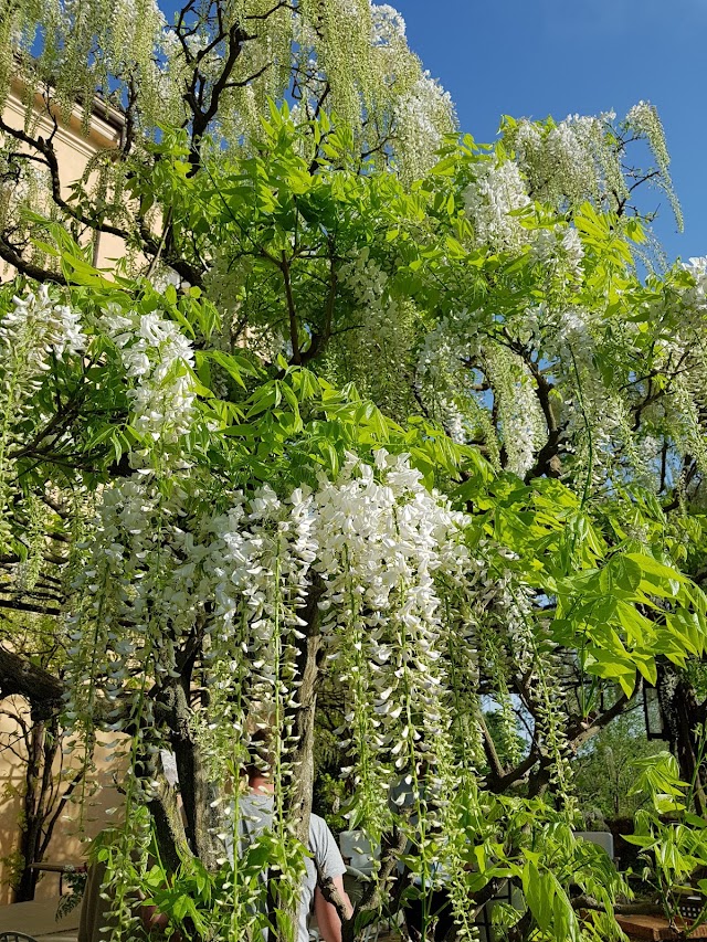 Torrecchia Vecchia