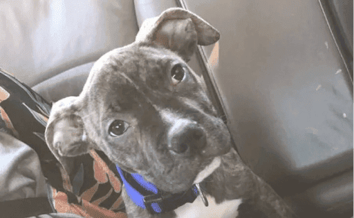 Pets Need Homes - Thumbnail