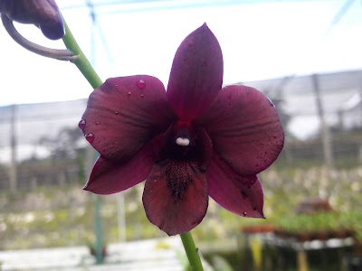 Photos of Gino Nursery Batuwarno