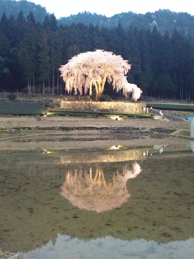 水戸野のしだれ桜 岐阜県白川町水戸野 観光名所 グルコミ
