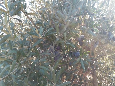 Photos of kasaplar zeytıncılık