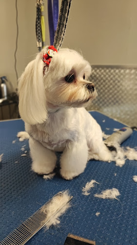 Comentarii opinii despre Pet Services (El Greco Nero)