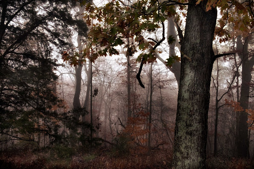 William Fields Art Photo - Thumbnail
