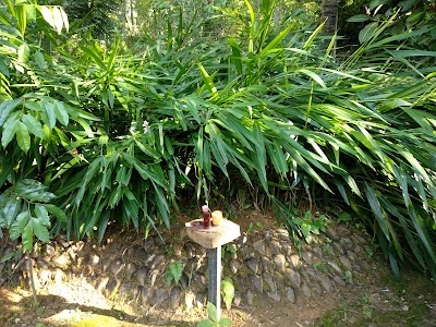 Photos of Surathura Spice & Herbal Garden